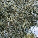 Acacia retinodes 葉