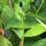 Sobralia macrantha cv. 'Alba' ᱛᱟᱦᱮᱸ