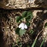 Cymbalaria hepaticifolia Λουλούδι
