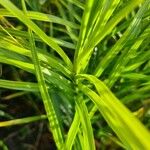 Carex muskingumensis ഇല