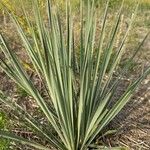 Yucca angustissima Leaf