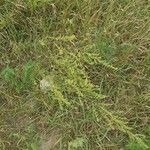 Artemisia marschalliana Flower