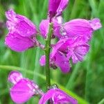 Polygala nicaeensis Flower