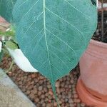 Ficus religiosa Folha