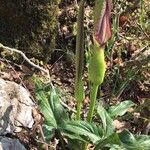 Arum hygrophilum Deilen