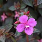 Centradenia inaequilateralis Flor