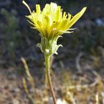 Malacothrix glabrata Flower