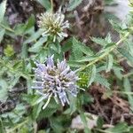 Campanula rumeliana 花