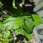 Asclepias latifolia ᱥᱟᱠᱟᱢ