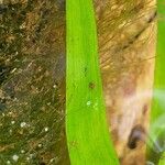 Pontederia diversifolia Foglia