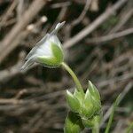 Cerastium gibraltaricum 花