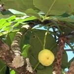 Ekebergia capensis Φρούτο