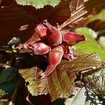 Corylus maxima Vili