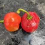Capsicum pubescens Frugt