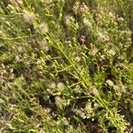 Erigeron blakei Flor