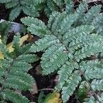 Polystichum polyblepharum Hoja