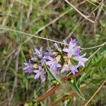 Campanula glomerata Flor