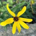 Coreopsis tripteris Квітка