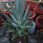 Senecio serpens Blad