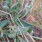 Inula montana List
