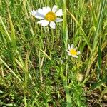 Anthemis arvensis Pokrój