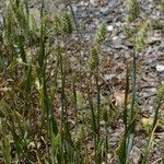 Cynosurus echinatus Libunga