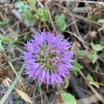 Monardella odoratissima Flower