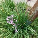 Tulbaghia violaceaFlower