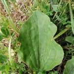 Plantago major Leaf