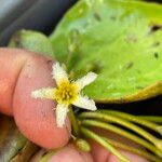 Nymphoides brevipedicellata Flower