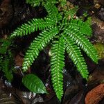 Adiantum terminatum Folha