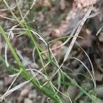 Arabidopsis halleri Froito