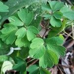 Isopyrum thalictroides Leaf