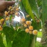 Ficus coronata Fruit