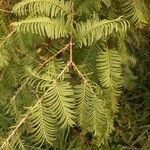 Metasequoia glyptostroboidesLeht