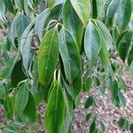 Cornus capitata Leaf