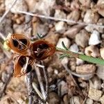 Fumana ericoides Fruit