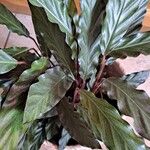 Calathea rufibarbaLeaf