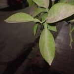 Citrus × aurantium Φύλλο