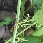 Lipandra polysperma Floare