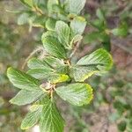 Cercocarpus montanus Frutto