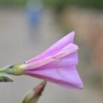 Convolvulus althaeoides Fleur