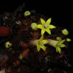 Psychotria densinervia Flower