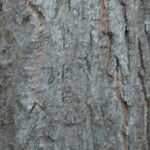 Acer cappadocicum Bark