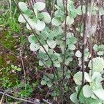 Marrubium vulgare List