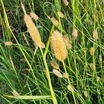 Cenchrus mezianus Flower