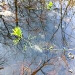 Myriophyllum aquaticum Ліст