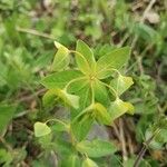 Euphorbia dulcis Flor