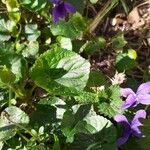 Viola odorata Feuille