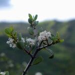 Ceanothus cuneatus Floare